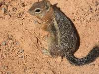 Golden-mantled Ground Squirrel