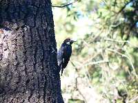 Acorn Woodpecker