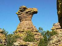 Camel Head