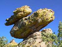 Duck on a rock