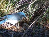 Mexican Jay