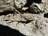 rock-color mantis