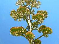 Agave - ready to flower
