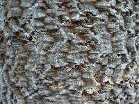 Fir bit of Topography