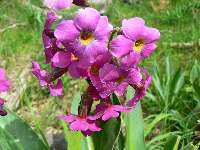 Parry Primrose