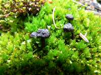 Pygmy Moss Patch