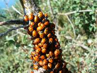 Lady Bugs Swarm The Peak