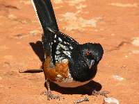 Rufous-sided Towhee