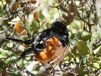 Rufous-sided Towhee