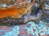 Rootage near burbling Jack Creek