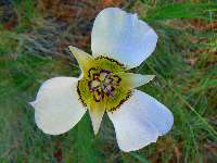 Spreading in the Wilderness