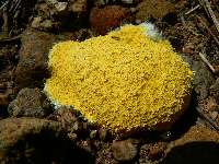 Rain brings out goo of all sorts