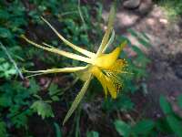Spotlight on a Columbine