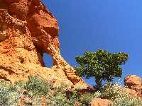 Mitten Ridge Proboscis 2