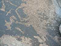 petropanel-lithodendron