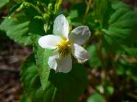 Flower along the way