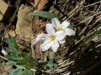 Flower along the way