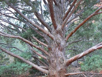 Arizona Cypress