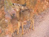 Deer on N Kaibab