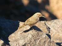 Rock Wren