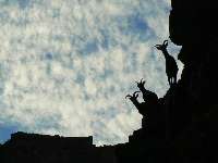 Day 8 - Desert Bighorn at Granite