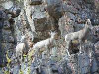 Desert Bighorn at Granite