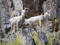 Desert Bighorn at Granite