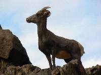 Desert Bighorn at Granite