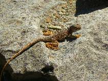 Collared Lizard