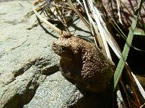 bronze Tree Froggy