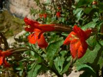Monkey Flower