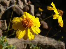 Day 12 - Brittlebush