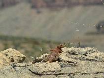 Day 13 - Cautious chuckwalla