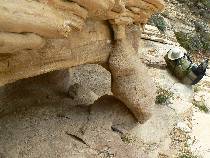 Turtle Leg Arch