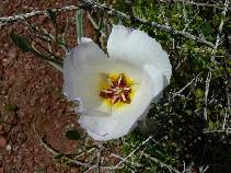 Mariposa
