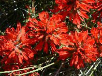 Indian Paintbrush
