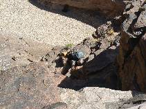 Papago Wall