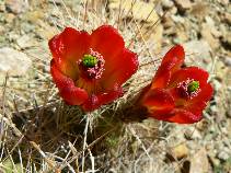 Cactus on Day 5