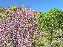Red Buds at IG