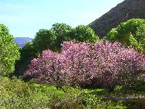 Day 9 - Red Bud