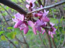 Day 9 - Red Bud