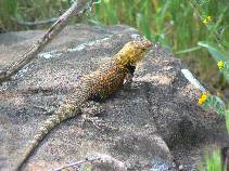 Spiny Lizard