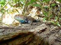 Spiny awaits toilet time