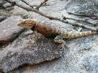 Spiny Lizard