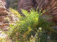 Palm at Siesta Spring