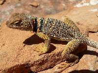 Mr. Collared Lizard