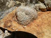 shell on Monument Pt.