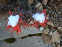 snow-on-paintbrush
