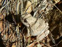Canyon Tree Frog