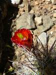 Ruby - cactus